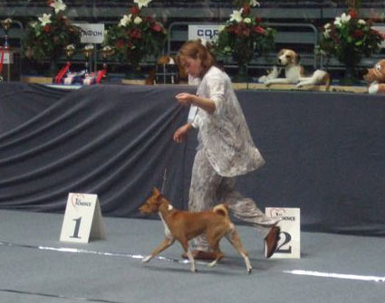 Басенджи Лилу Милинтина