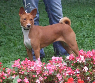 Басенджи Лилу Милинтина