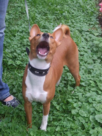 Басенджи Лилу Милинтина