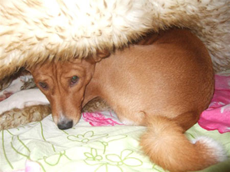 Басенджи Лилу Милинтина